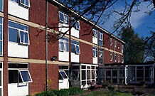 The Birches